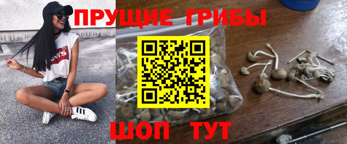 Сокол  Псилоцибиновые грибы мицелий  Вход с VPN 